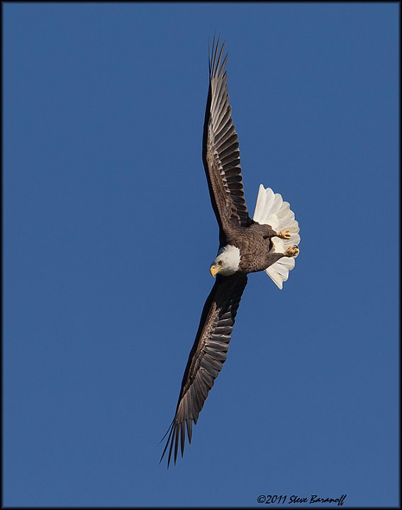 _1SB8832 american bald eagle.jpg